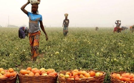 Tomato farmers lose N2bn to poor storage facilities amid bumper harvest