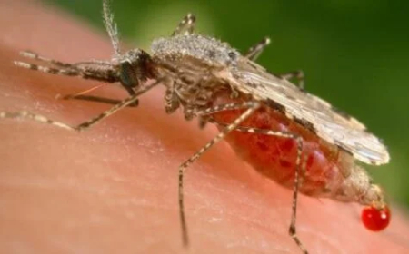 Nigeria accounts for 26% of Malaria cases globally