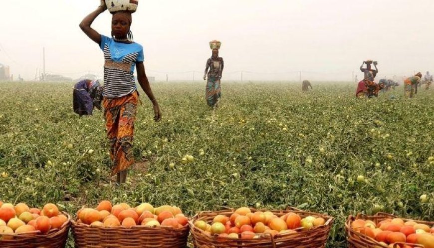 Tomato farmers lose N2bn to poor storage facilities amid bumper harvest