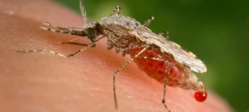 Nigeria accounts for 26% of Malaria cases globally