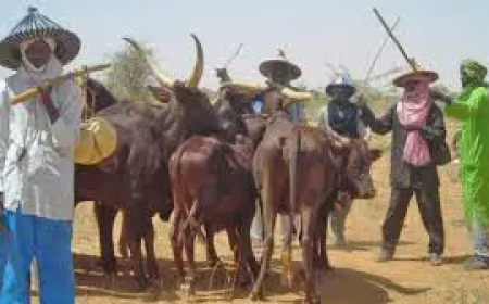 Herdsmen kidnap farmer in Delta