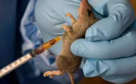 Lassa fever kills118 Nigerians in 1st quarter of 2025