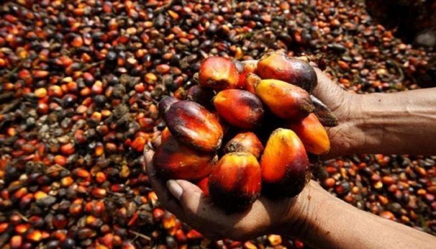 Nigeria’s top oil palm producers reap big amid naira slump