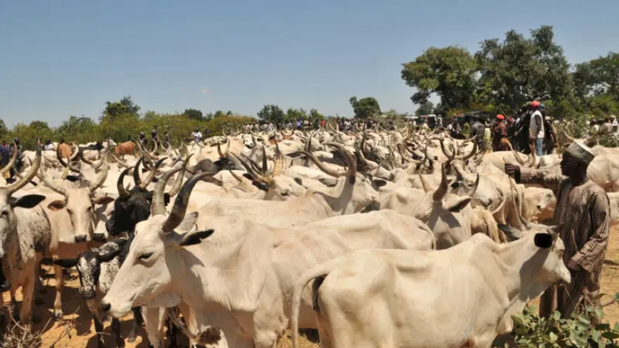 Rep member raises alarm over invasion of Oyo constituency by armed herders