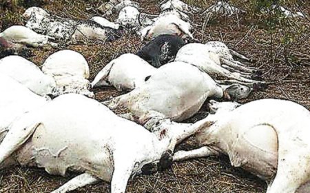 Kaduna community in shock as lightning kills herder, 12 cow