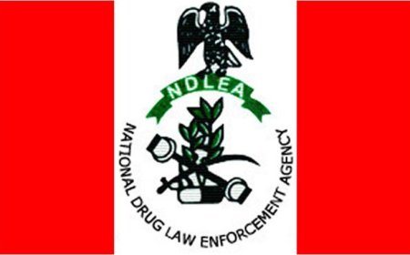 NDLEA cracks down on Kano drug hotspots, arrests 22