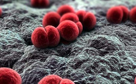 Sokoto records 300 meningitis cases