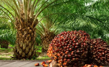 Oil palm growers to replant 1.5m hectares on rising appetite