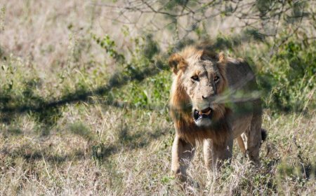 Lion kills 14-year-old girl, elephant kills man in separate incidents