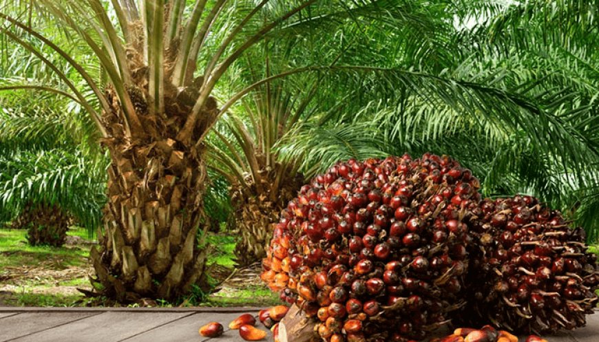 Cracking Nigeria’s future, one palm nut at a time