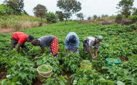 Tension as Tiv farmers protest alleged land grabbing