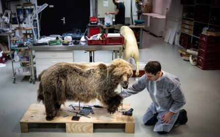 81-year-old French hunter bags four-month suspension for killing bear