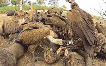 Over 120 vultures poisoned by poachers in South Africa – Official