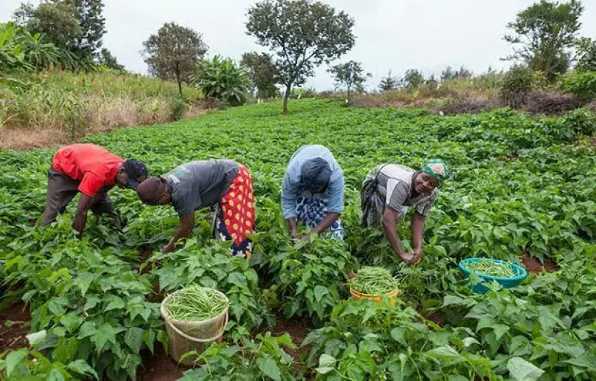 Tension as Tiv farmers protest alleged land grabbing