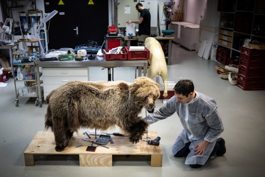 81-year-old French hunter bags four-month suspension for killing bear
