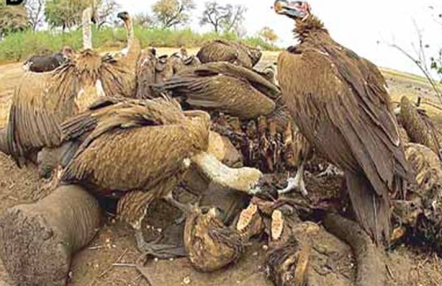 Over 120 vultures poisoned by poachers in South Africa – Official
