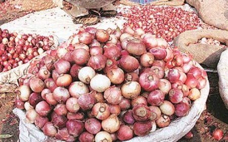 Onion producers arrest suspect spreading fake seeds