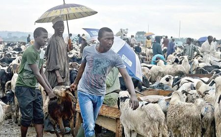 Sallah: TRACE warns motorists against drunk-driving