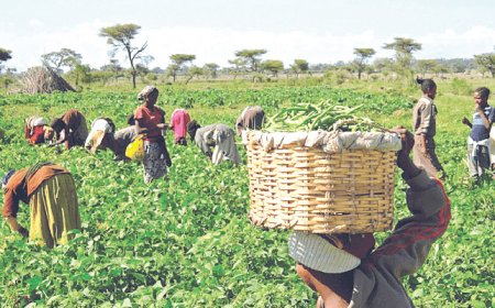 40 Ogun farmers to get N200m FAO support
