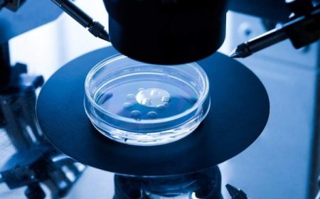 IVF-conceived children not abnormal’