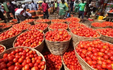 Tomato farmers attribute price hike to Sallah, low production