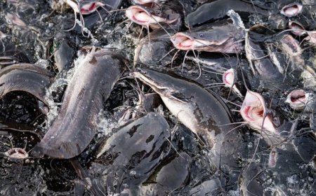 Nasarawa catfish farmers record boom