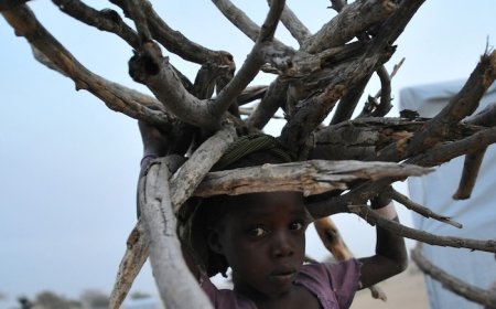 Firewood exports hit N65.85bn
