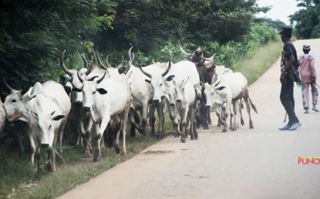 Ebonyi residents reject open grazing