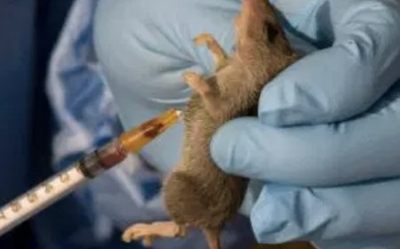 Nigeria records 145 Lassa fever deaths – NCDC