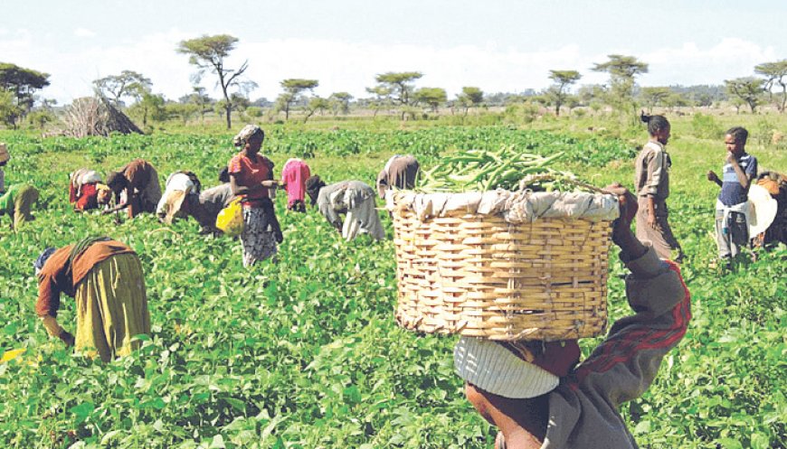40 Ogun farmers to get N200m FAO support