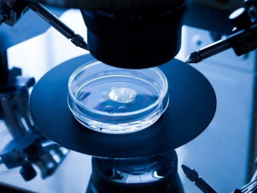 IVF-conceived children not abnormal’
