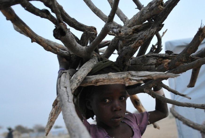 Firewood exports hit N65.85bn