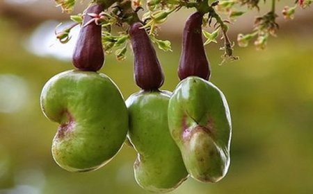 Oyo allocates lands to cashew merchants