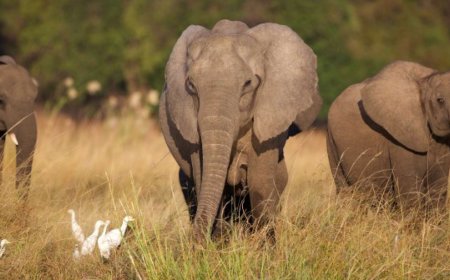 Wandering elephant kills farmer in Ogun