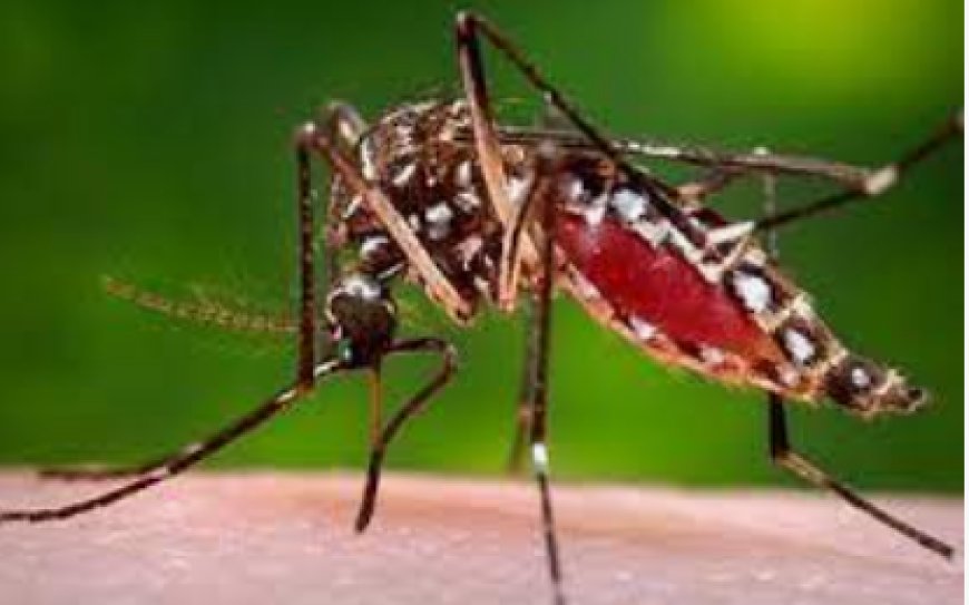 Edo battles dengue fever as diseases kill 28