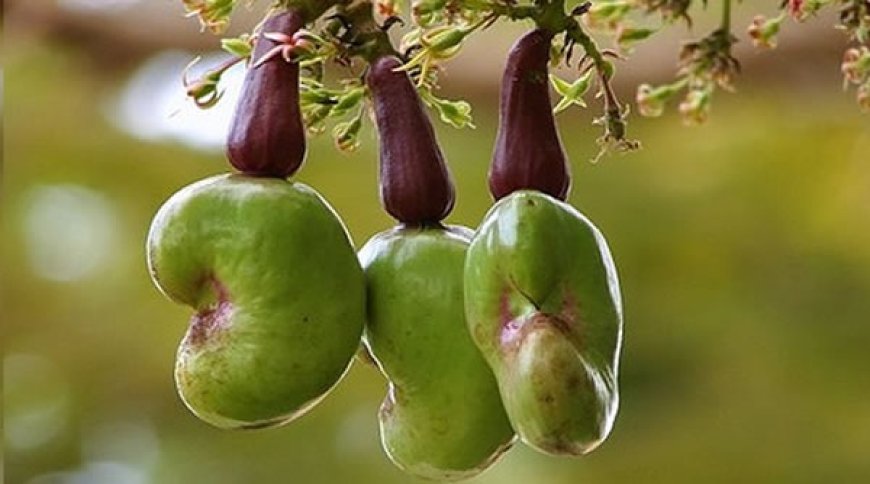 Oyo allocates lands to cashew merchants