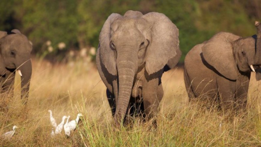 Wandering elephant kills farmer in Ogun