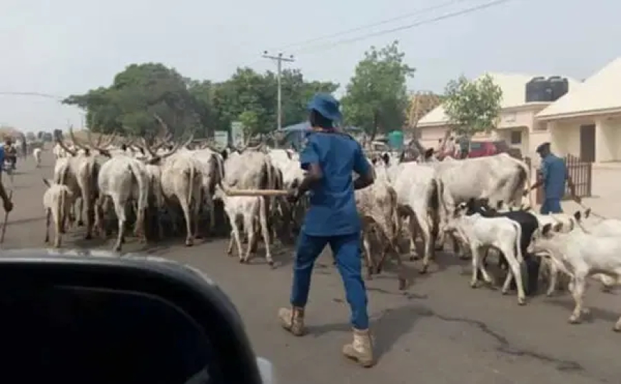 Open grazing: Herders risk 3-yr jail term, confiscation of cattle — Ogun govt warns