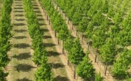 NGO to recruit 560,000 youth for mangrove planting in Ogoni