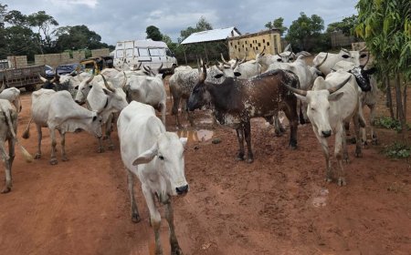 Police nab 13 cattle rustlers, recover 27 stolen cows in Kaduna