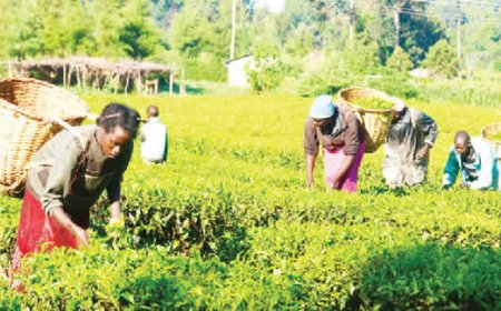 Adamawa ruler donates 2,000 hectares to boost farming