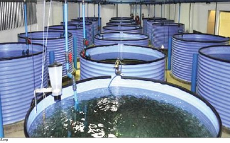 100 Ondo women trained in modern fish farming