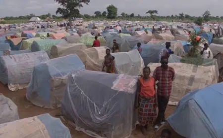 12 Benue IDPs suffer snake bite, 14-year-old victim cries for help