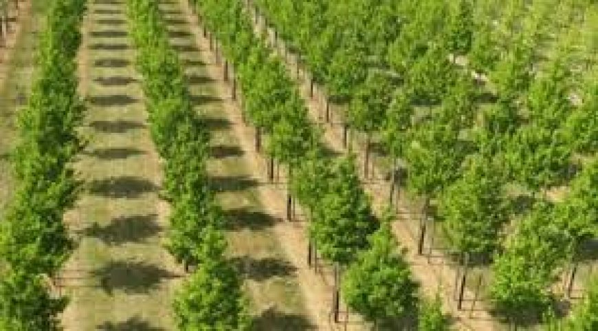 NGO to recruit 560,000 youth for mangrove planting in Ogoni