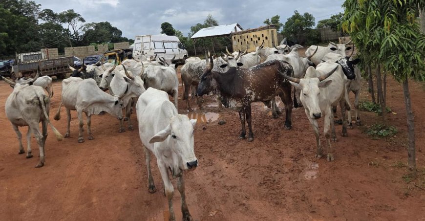 Police nab 13 cattle rustlers, recover 27 stolen cows in Kaduna