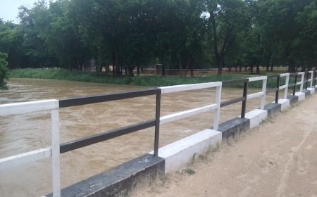 Flood risk: Borno zoo’s wild animals face displacement threat