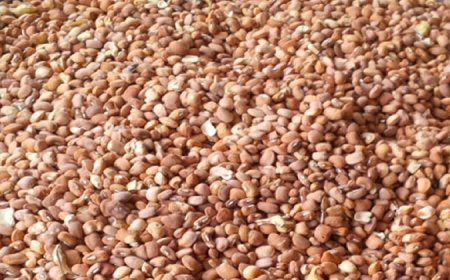 Beans farmers debunk using cement as preservative
