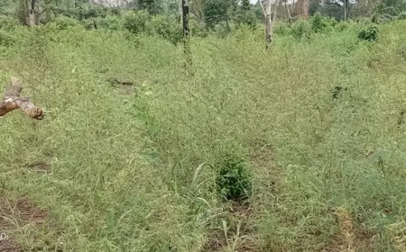 NDLEA arrests four, destroys 18,000kg of cannabis in Edo Forest