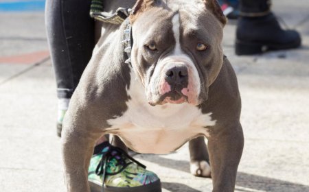 Woman orders dog to attack neighbour in US