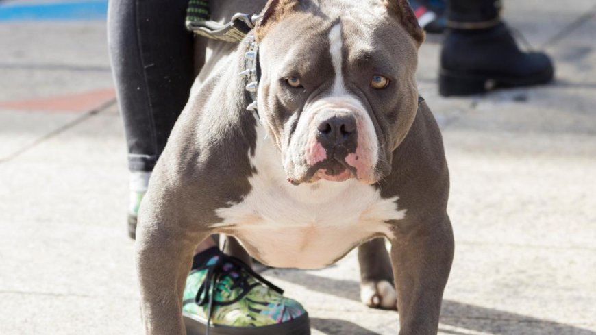 Woman orders dog to attack neighbour in US